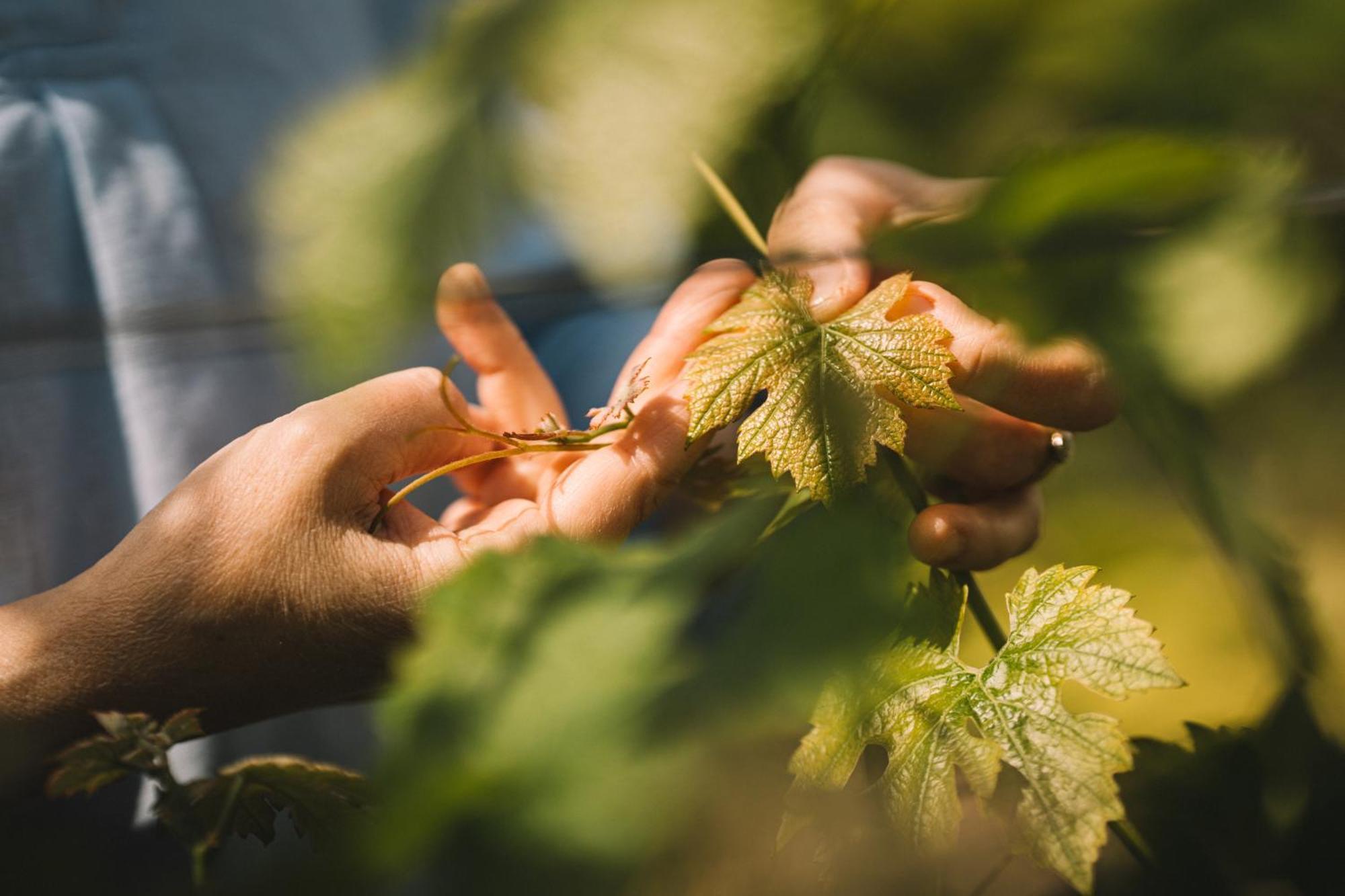 Weingut Petershof Lägenhet Alzey Exteriör bild