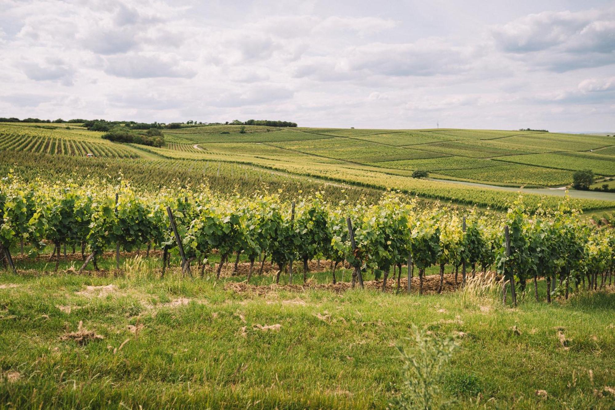 Weingut Petershof Lägenhet Alzey Exteriör bild